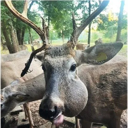 thumbnail for publication: Lumpy Jaw in White-Tailed Deer